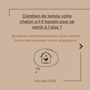 Combien de temps votre chaton a besoin pour se sentir à l'aise?
