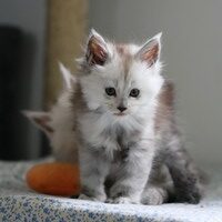 Anastasia.du.valhacoon.6.semaines Anastasia.du.valhacoon.6.semaines