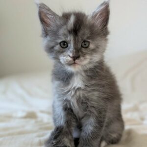 Bastet.valhacoon.400 Bastet.valhacoon.400