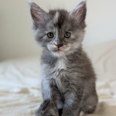Bastet du Valhacoon
