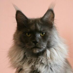 Uzma.400x400 Uzma.400x400