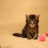 IMG_8921 IMG_8921