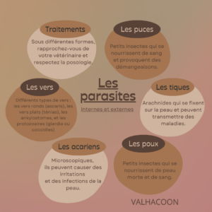 les parasites internes et externes maine coon