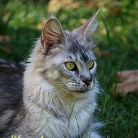 Sirilla-200-4 VALHACOON
