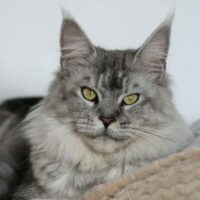 Sirilla de la cité des glaces 400