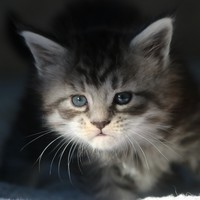 Una-du-valhacoon-200-2