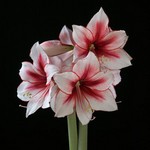 Les amaryllis