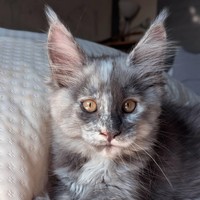 bastet.200
