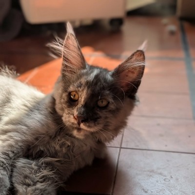 Bastet du Valhacoon
