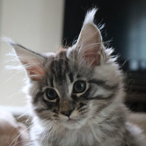 chatterie-valhacoon-ragnar-2020x400 chatterie-valhacoon-ragnar-2020x400