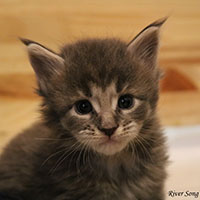 chatterie-valhacoon-river-song-2020 chatterie-valhacoon-river-song-2020
