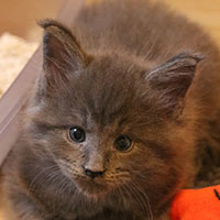 chatterie-valhacoon-rogue-severus-2020 chatterie-valhacoon-rogue-severus-2020