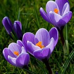 Le crocus