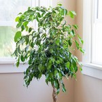 Le ficus