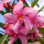 Le laurier-rose
