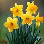 Les jonquilles