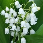 Le muguet