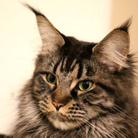 nirvana-maincoon-002019 VALHACOON