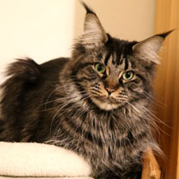 nirvana-maincoon-012019 VALHACOON