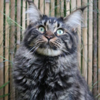 nirvana-maincoon-savoie nirvana-maincoon-savoie