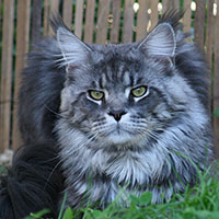 odin-maincoon-valhacoon VALHACOON