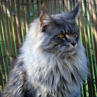 odin-male-maincoon-002019 VALHACOON