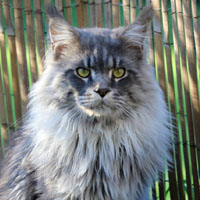 odin-male-maincoon-012019 odin-male-maincoon-012019