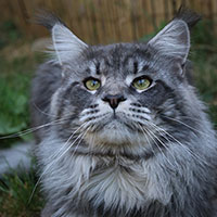 odin-male-valhacoon VALHACOON