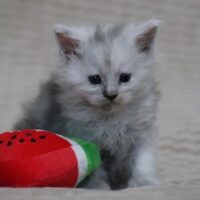 portee 2024 winry maine coon portee 2024 winry maine coon