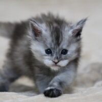 portee 2024 ymir maine coon portee 2024 ymir maine coon