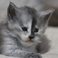 portee 2024 zeniba maine coon portee 2024 zeniba maine coon