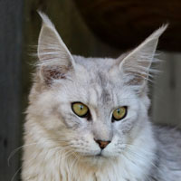 qorail-femelle-maincoon-002019 VALHACOON