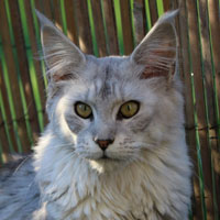 qorail-femelle-maincoon-012019 VALHACOON