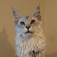qorail-femelle-maincoon-022019 VALHACOON
