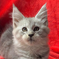 qorail-femelle-maincoon-bebe VALHACOON
