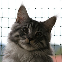 quartz-chaton-maincoon VALHACOON