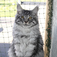 quartz-male-valhacoon VALHACOON