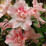 Les azales / les rhododendrons