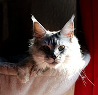 sirilla-maicoon-savoie VALHACOON