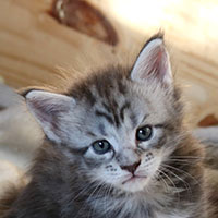sirius-chatterie-du-valhacoon-200 sirius-chatterie-du-valhacoon-200