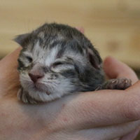 sirius-chatterie-du-valhacoon sirius-chatterie-du-valhacoon