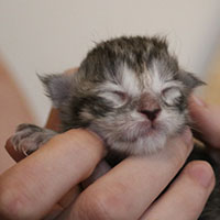 sweety-chatterie-du-valhacoon sweety-chatterie-du-valhacoon