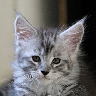 Sweety du Valhacoon