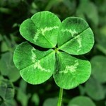 Le trèfle irlandais