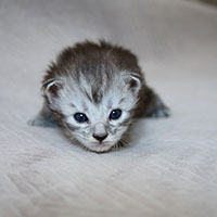 ulkan-maincoon-2023-savoie ulkan-maincoon-2023-savoie