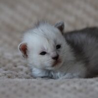 vanelope de la chatterie du valhacoon vanelope de la chatterie du valhacoon