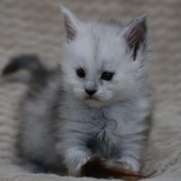 vanelope du valhacoon maine coon vanelope du valhacoon maine coon