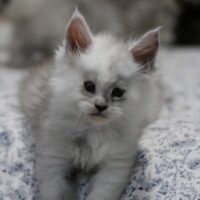 vanelope de la chatterie du valhacoon maine coon vanelope de la chatterie du valhacoon maine coon