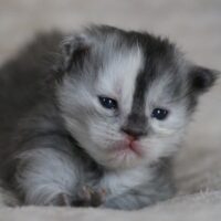 velverosa de la chatterie du valhacoon velverosa de la chatterie du valhacoon