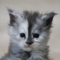 velverosa du valhacoon maine coon velverosa du valhacoon maine coon